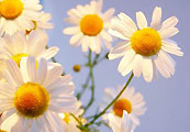 Kamille ©emmi - Fotolia