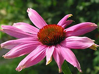 Pflanzenheilkunde: Echinacea ©Bernd S. - Fotolia